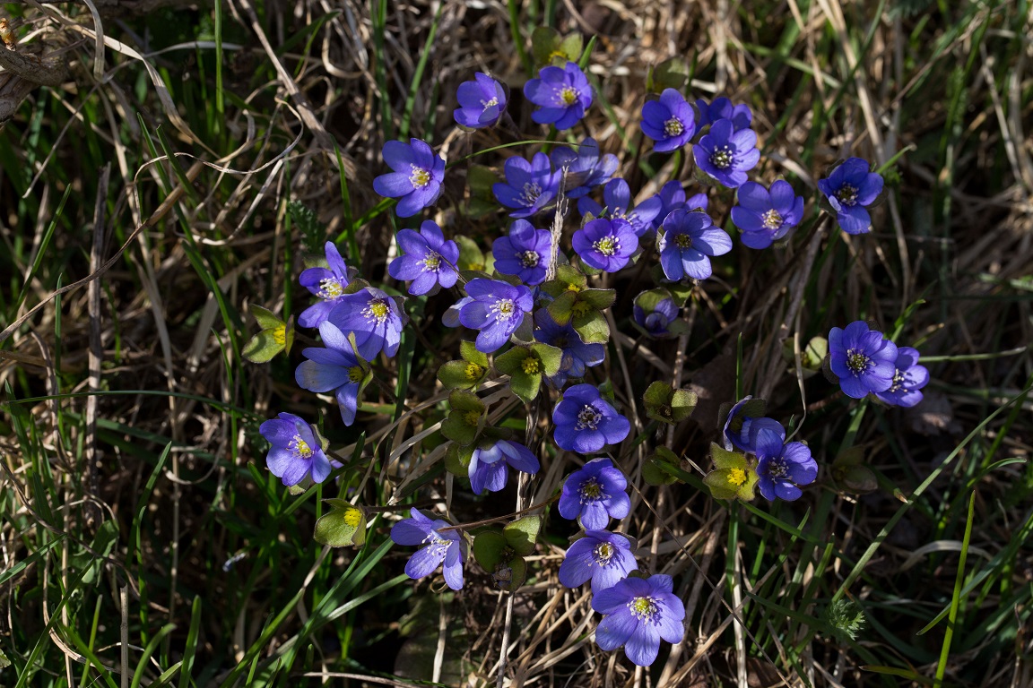 Blåsippa, Liverleaf, Anemone hepatica