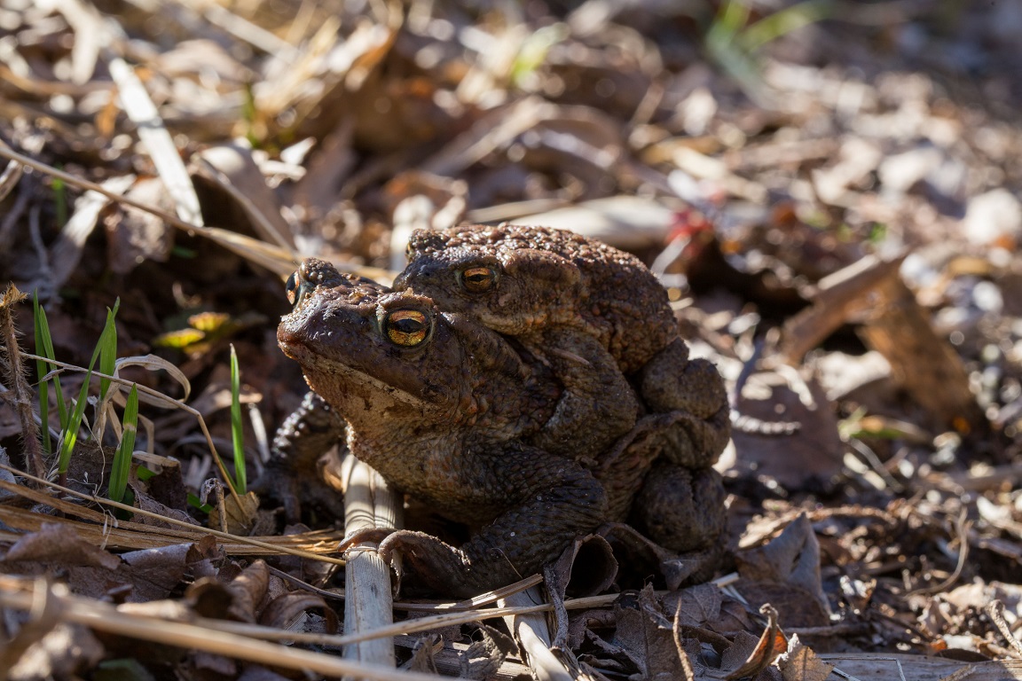 Vanlig padda, Common toad, Bufo bufo