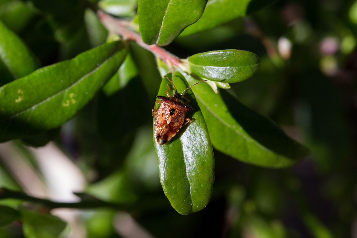 Blåbärsbärfis, The Blueberry Shield Bug, Elasmucha ferrugata