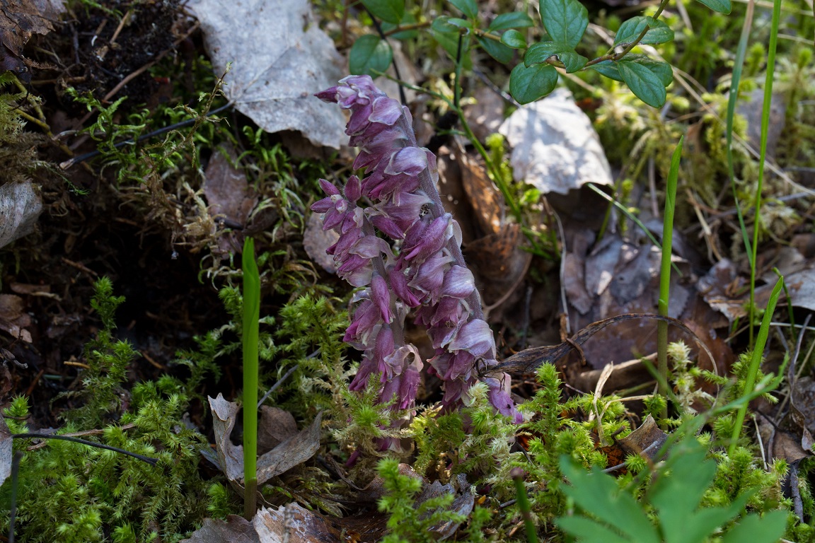 Vätteros, Toothwort, Lathraea squamaria