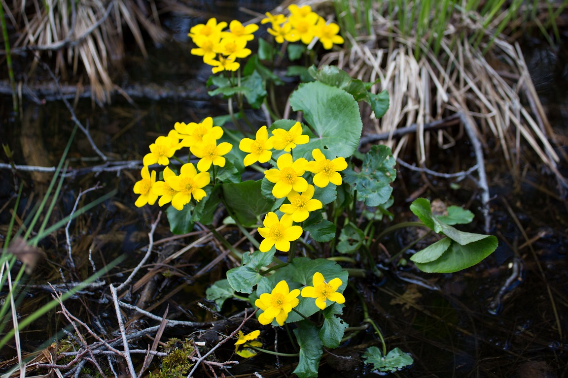 Kabbleka, Marsh marigold,Caltha palustris