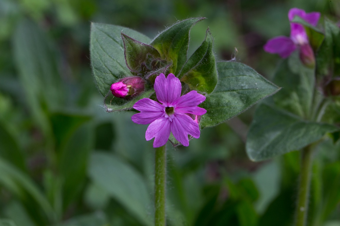 Rödblära, Lizard orchid, Silene dioica