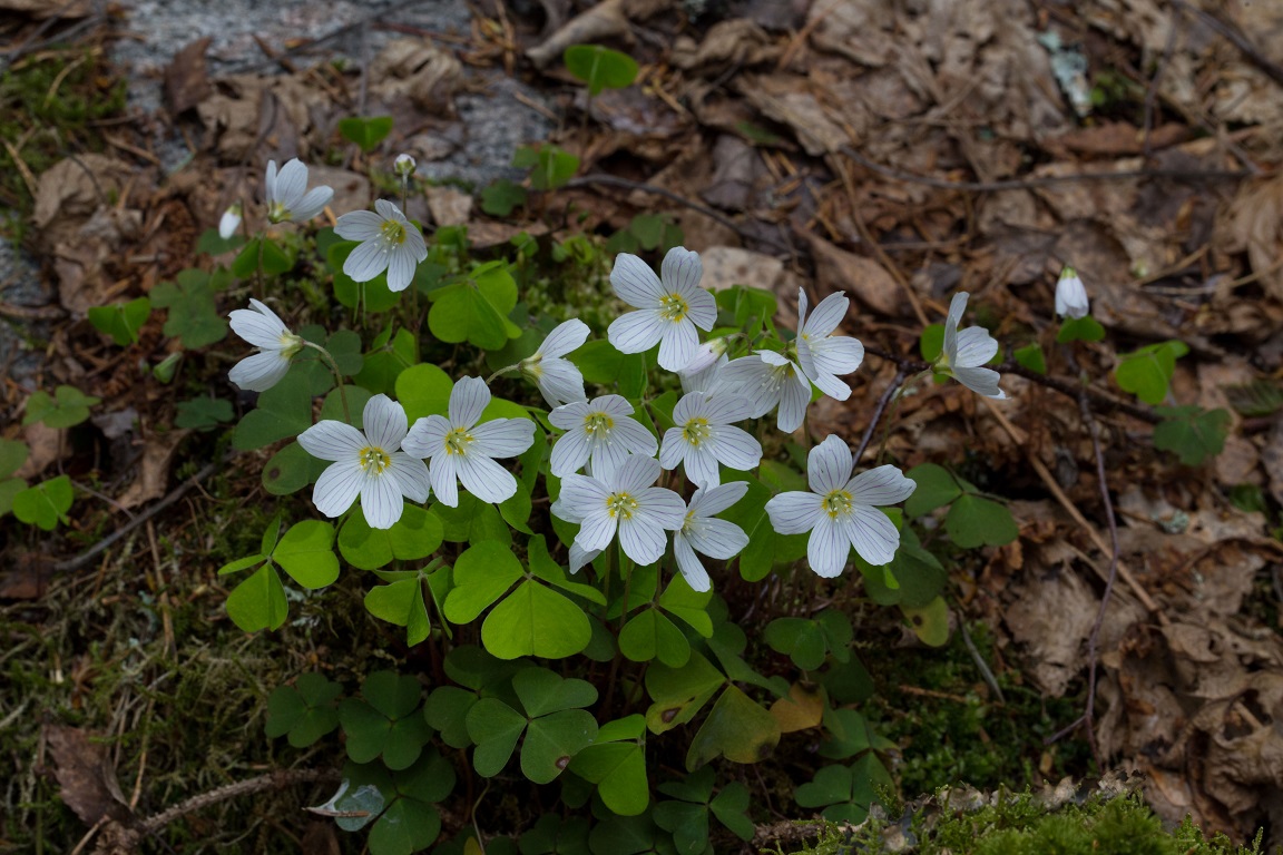 Harsyra, Wood-sorrel, Oxalis acetosella