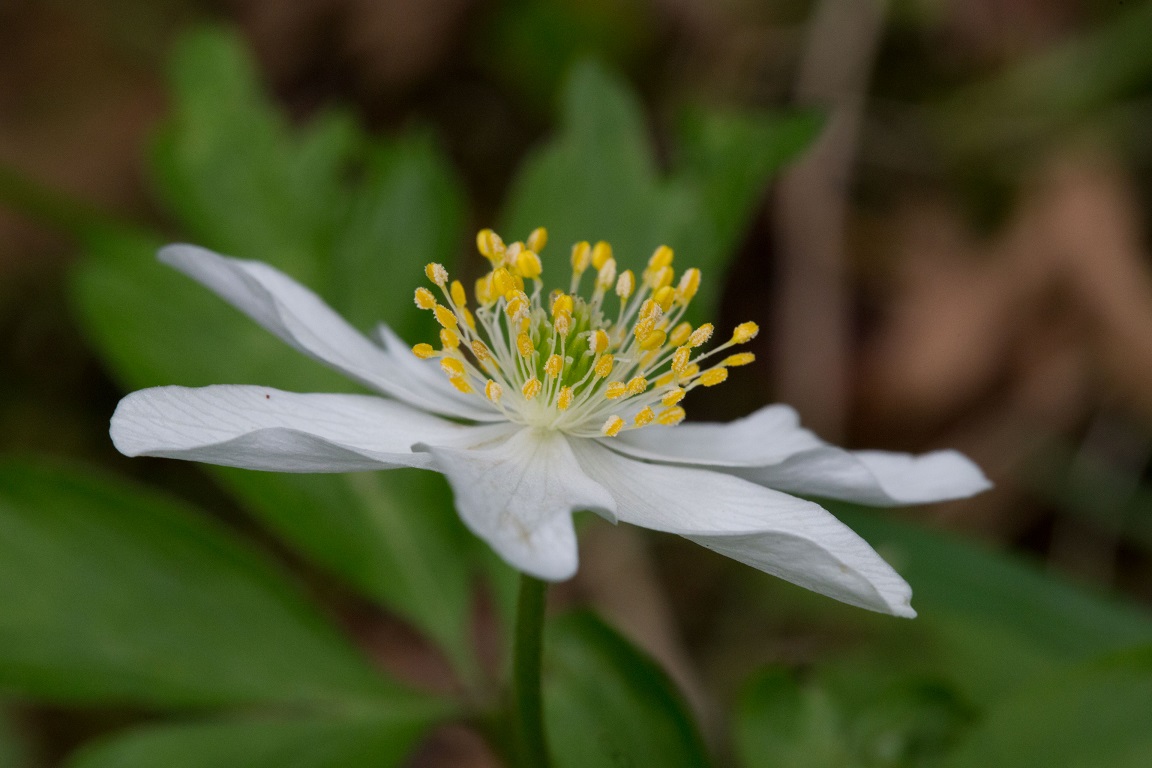 Vitsippa, Wood anemone, Anemone nemorosa