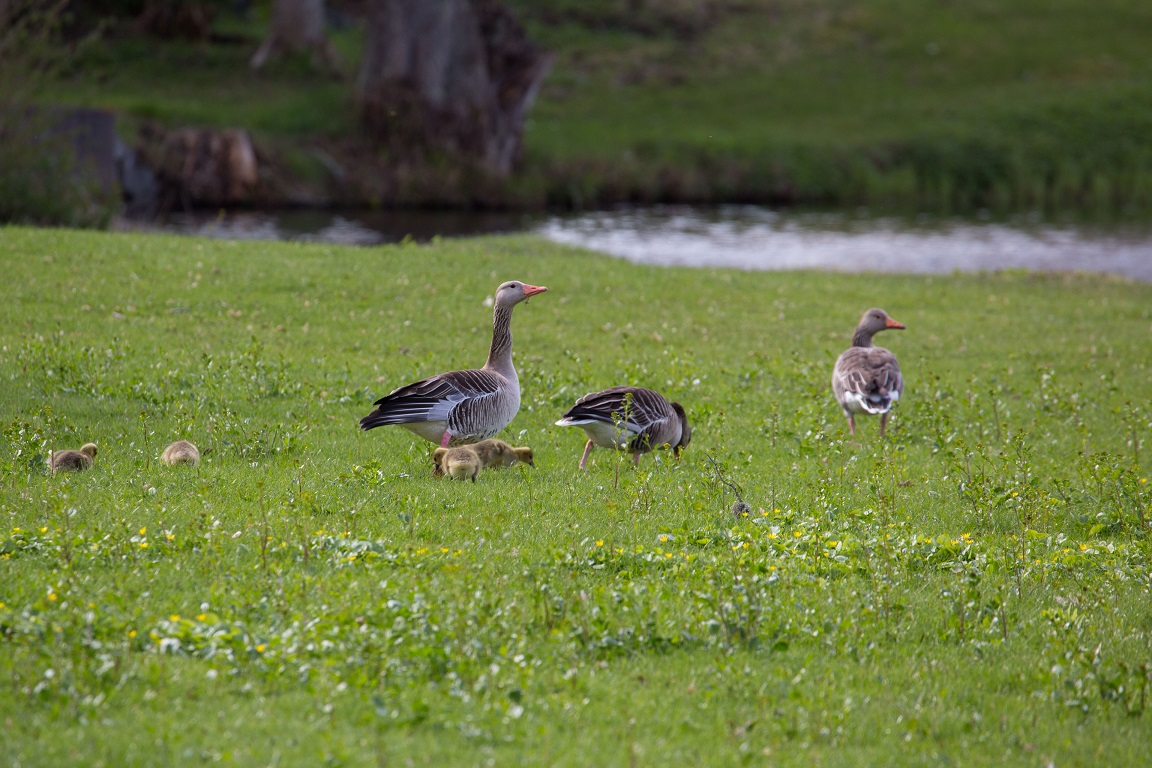 Grågås, Greylag Goose, Anser anser