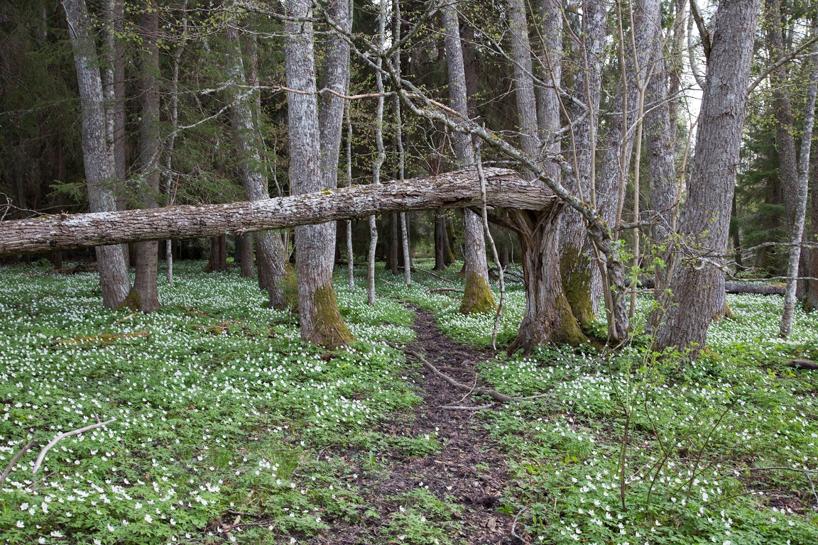 Lövskog med sippor