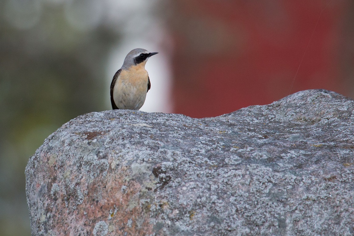 Stenskvätta, Northern wheatear, Oenanthe oenanthe