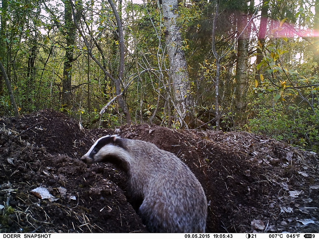 Grävling, Badger, Meles meles