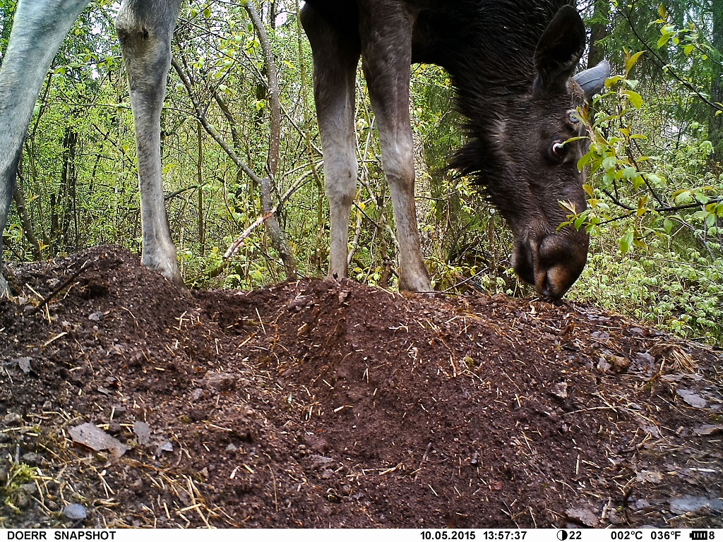 Älg, Moose, Alces alces