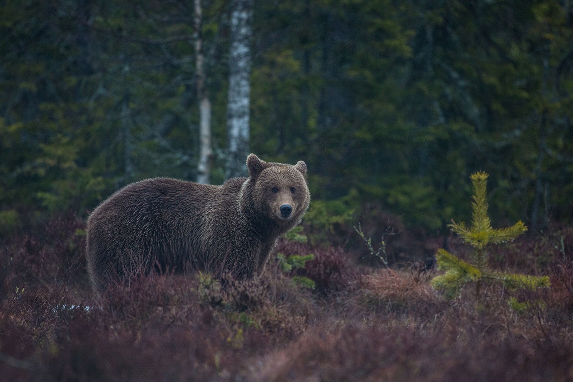 Brunbjörn, Brown bear, Ursus arctos