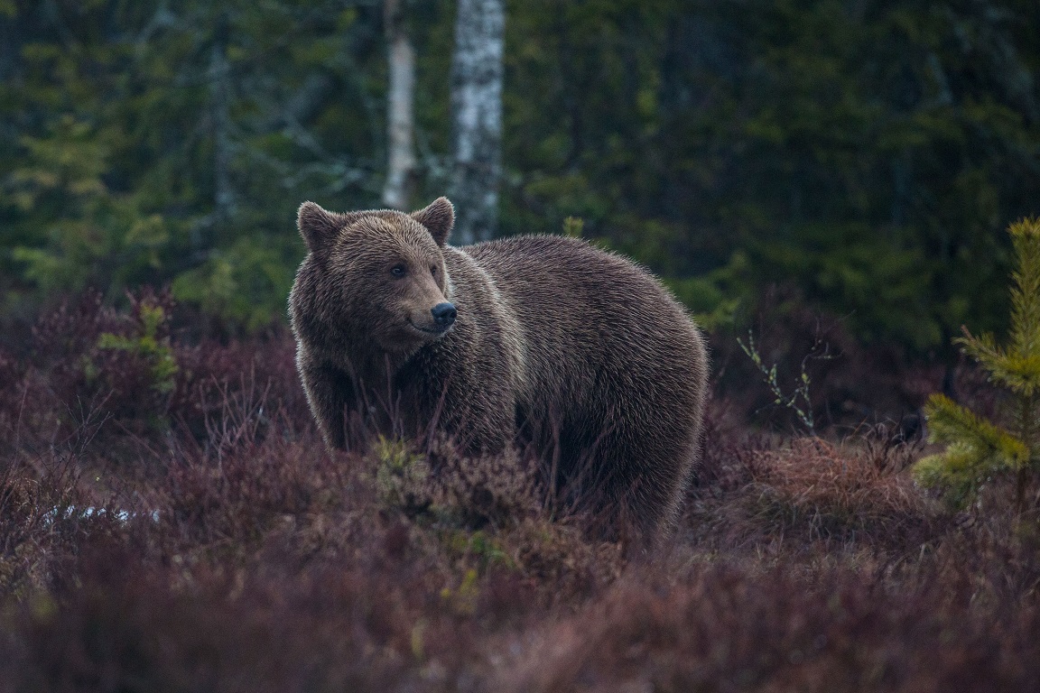 Brunbjörn, Brown bear, Ursus arctos