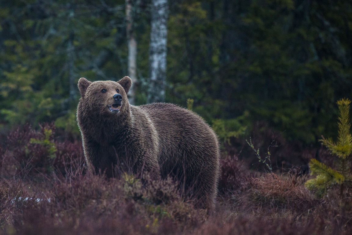 Brunbjörn, Brown bear, Ursus arctos