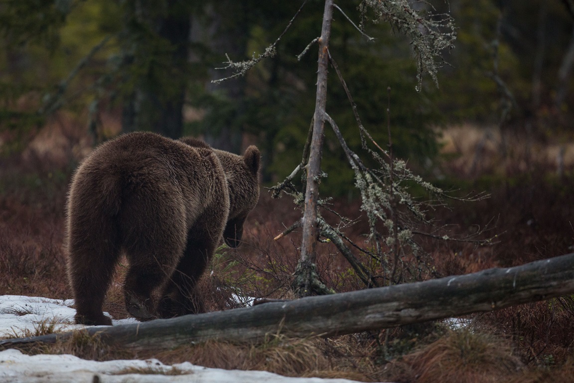 Brunbjörn, Brown bear, Ursus arctos