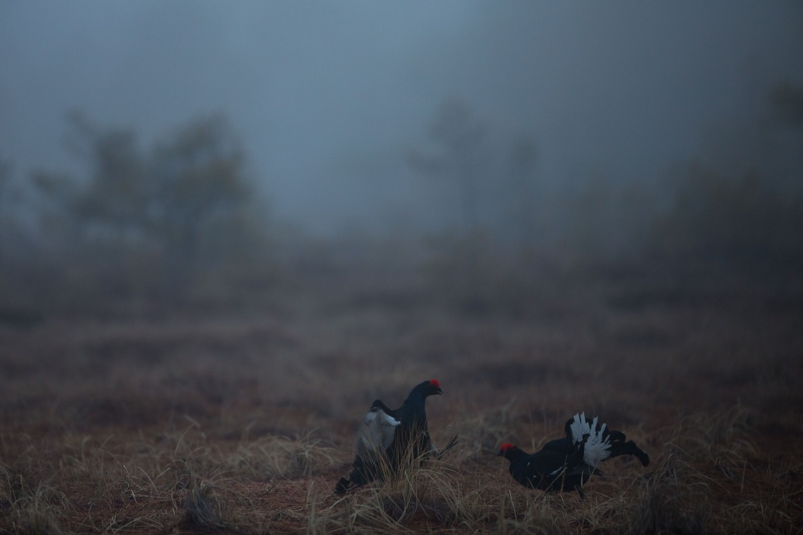 Orre, Black Grouse, Lyrurus tetrix