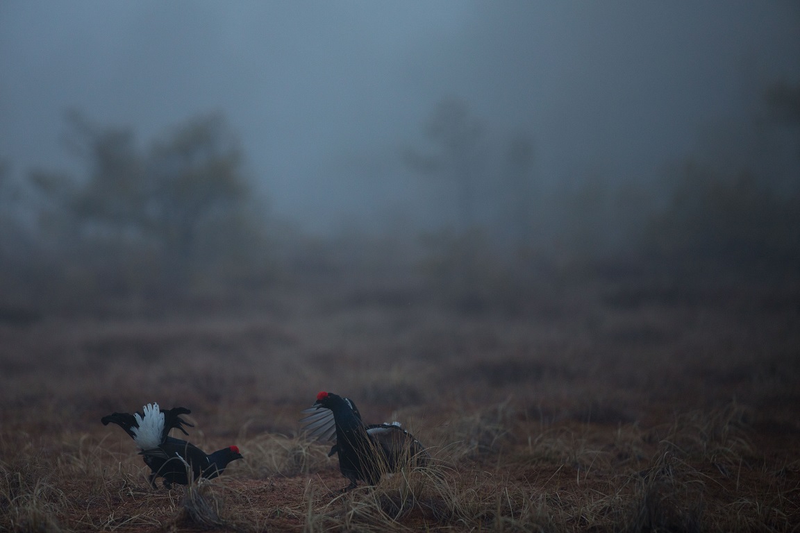 Orre, Black Grouse, Lyrurus tetrix