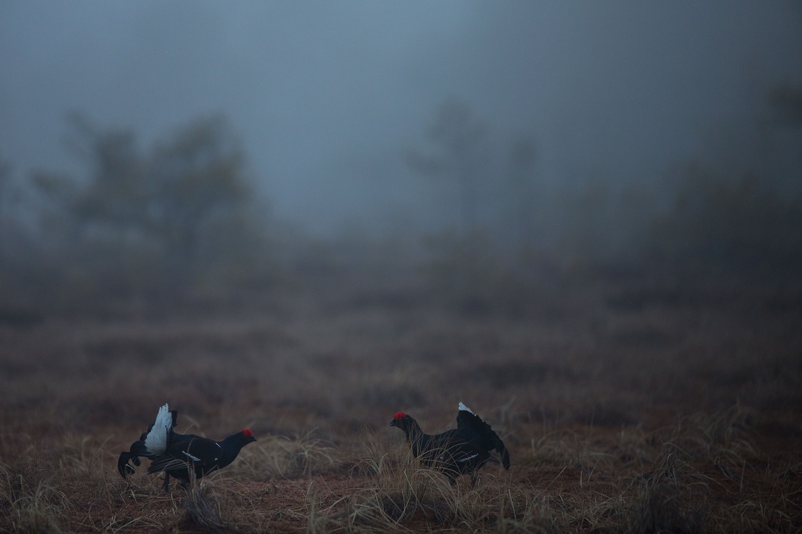 Orre, Black Grouse, Lyrurus tetrix