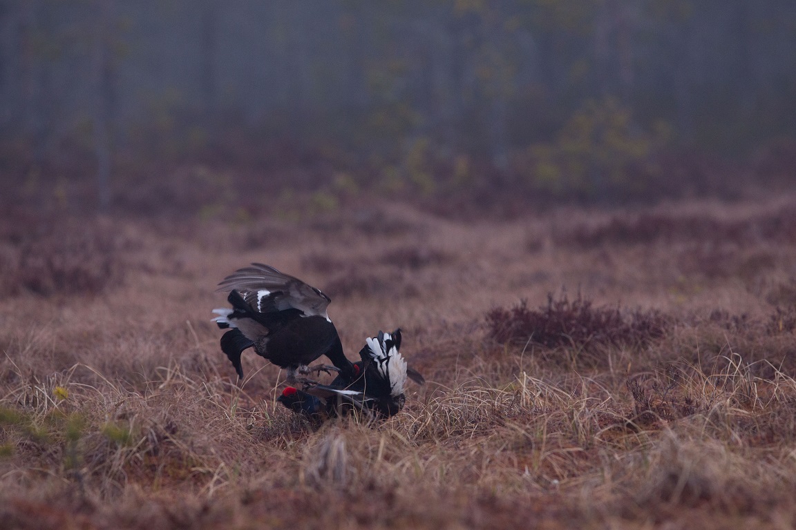 Orre, Black Grouse, Lyrurus tetrix