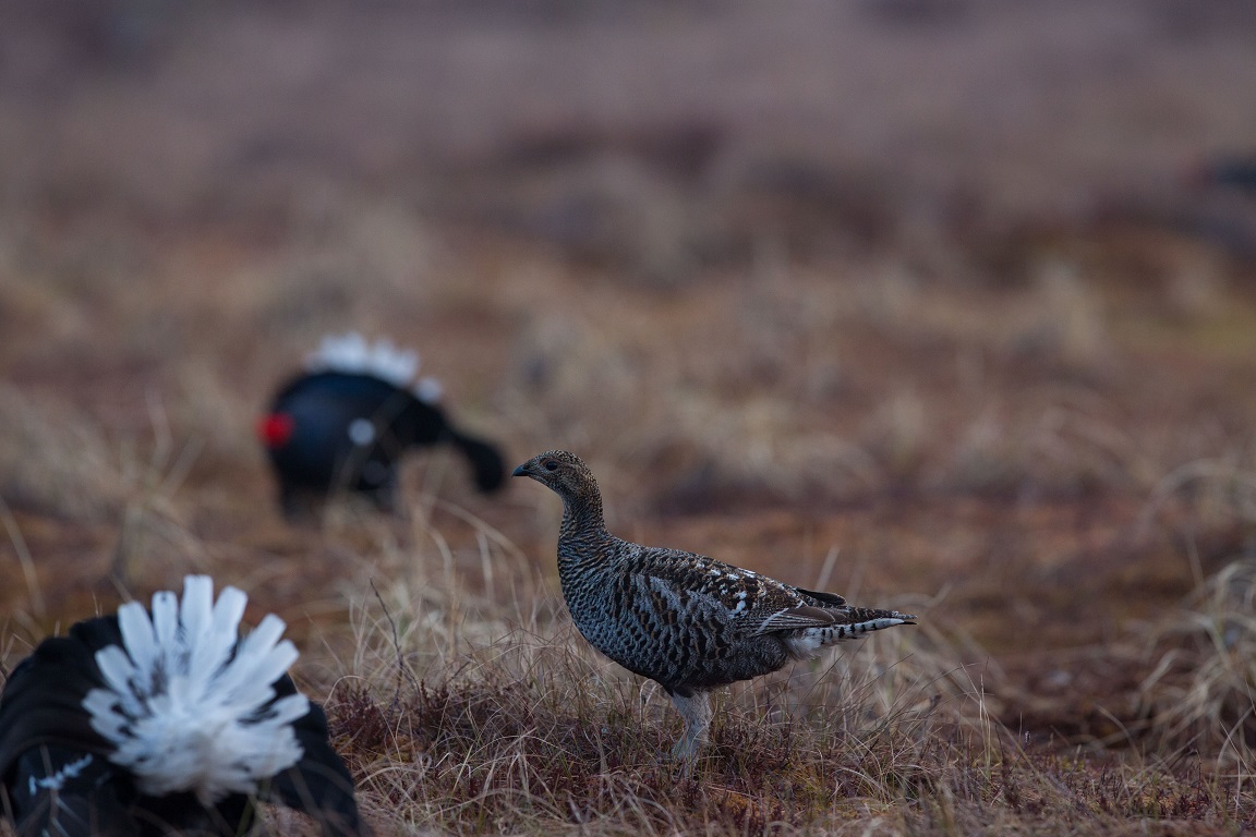 Orre, Black Grouse, Lyrurus tetrix