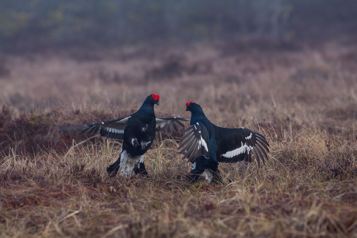 Orre, Black Grouse, Lyrurus tetrix