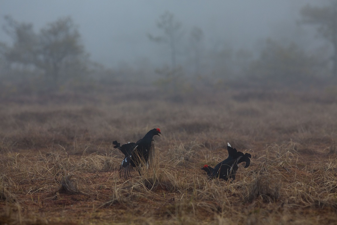 Orre, Black Grouse, Lyrurus tetrix