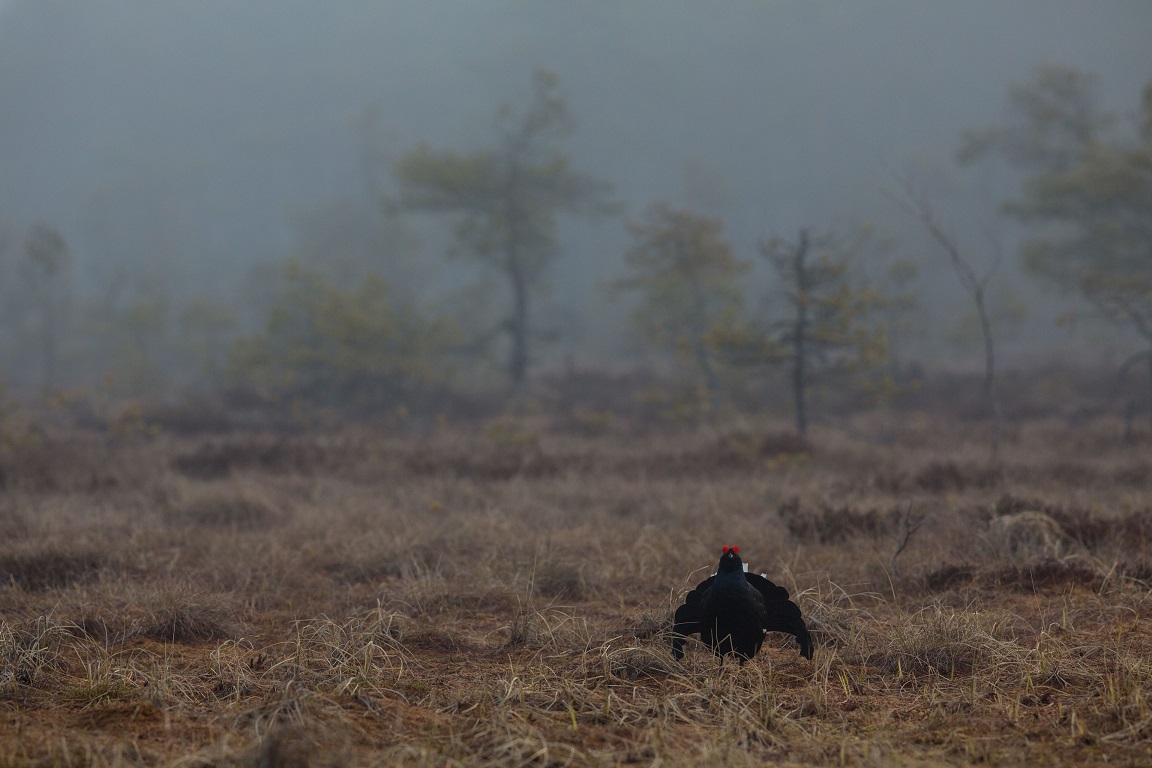 Orre, Black Grouse, Lyrurus tetrix