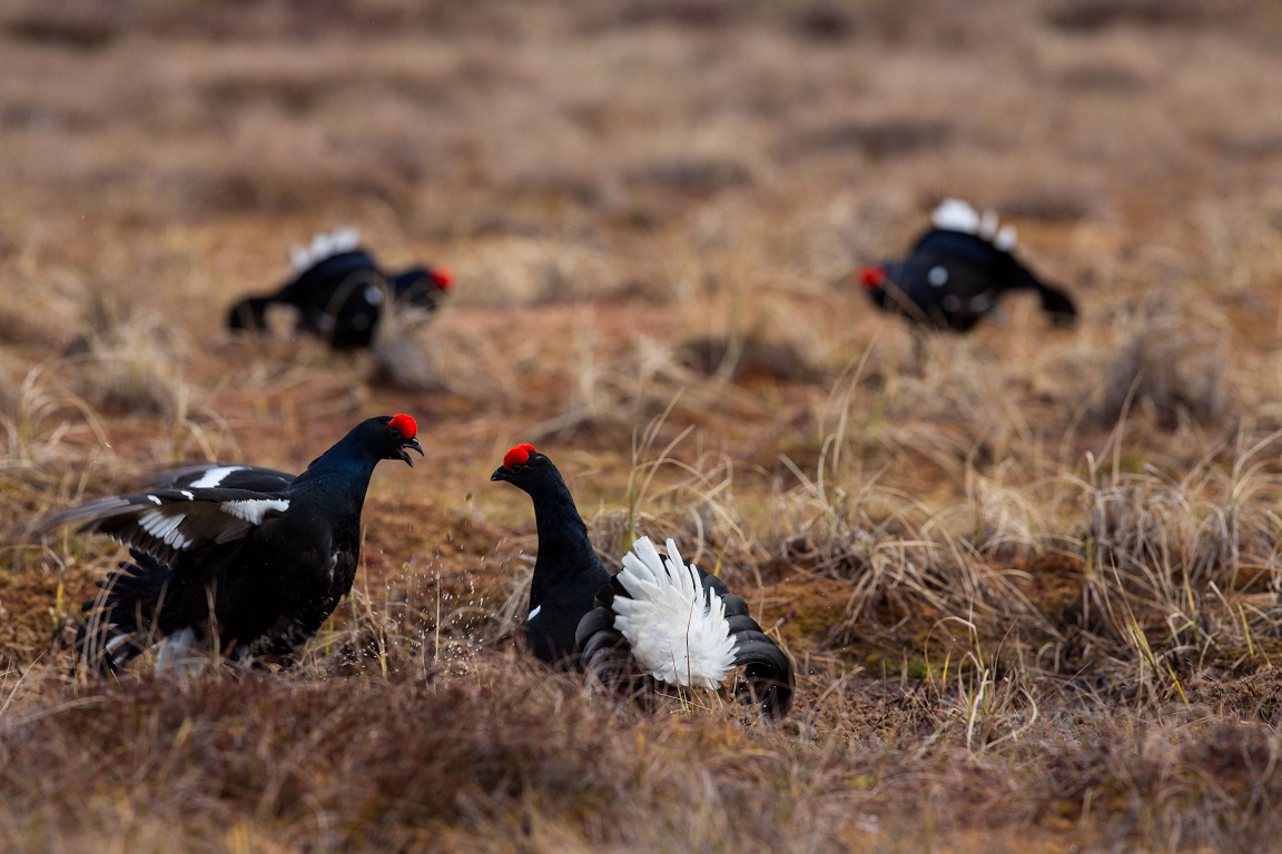 Orre, Black Grouse, Lyrurus tetrix