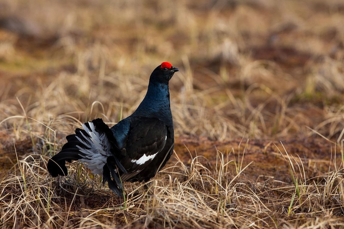 Orre, Black Grouse, Lyrurus tetrix