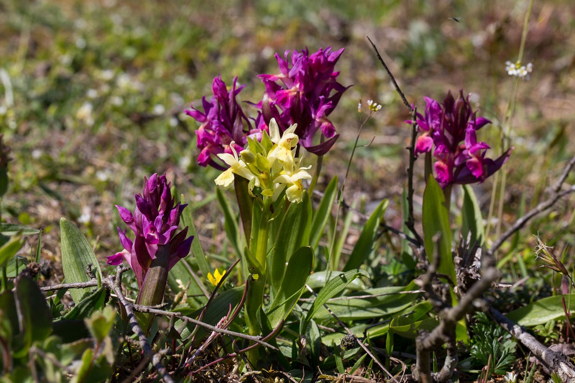 Adam och Eva, The Broad-Leafed Dactylorhiza, Dactylorhiza latifolia (L.) Soó