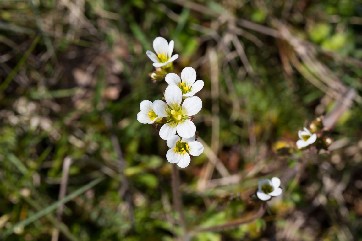 Mandelblom, Meadow saxifrage, Saxifraga granulata