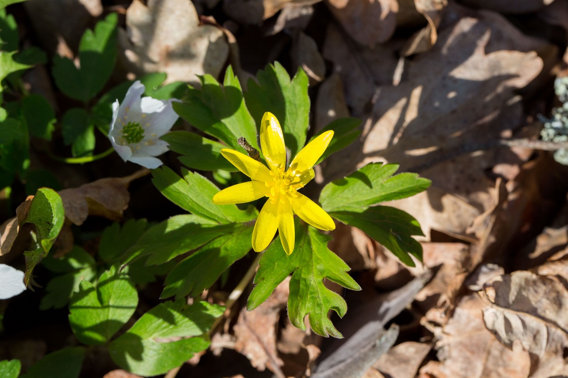 Gulsippa, Yellow anemone, Anemone ranunculoides