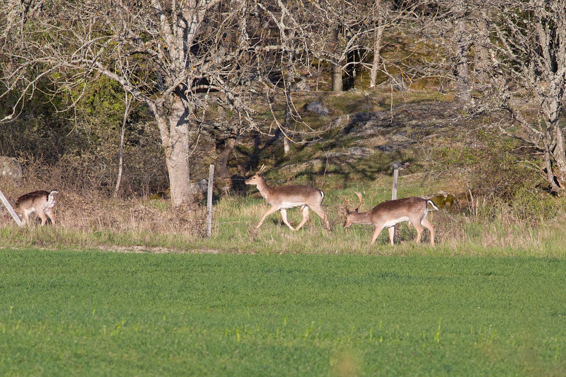 Dovhjort, Fallow deer, Dama dama