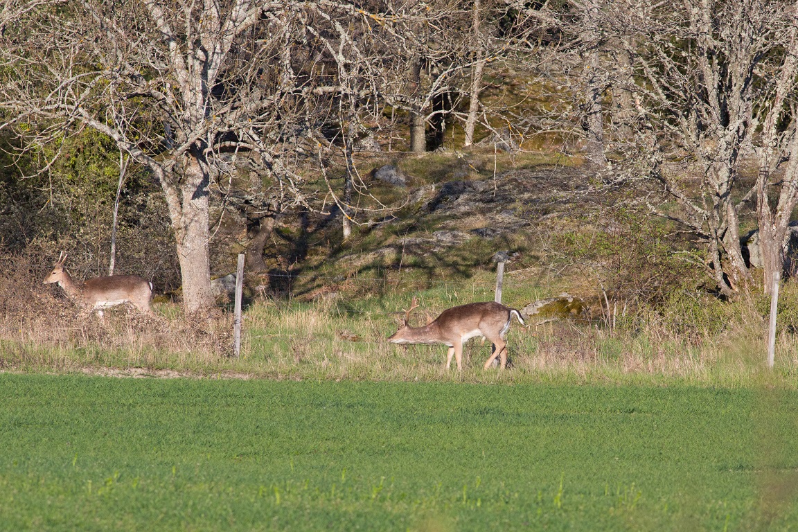 Dovhjort, Fallow deer, Dama dama