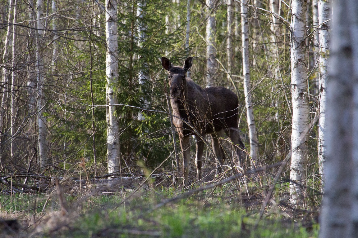 Älg, Moose, Alces alces