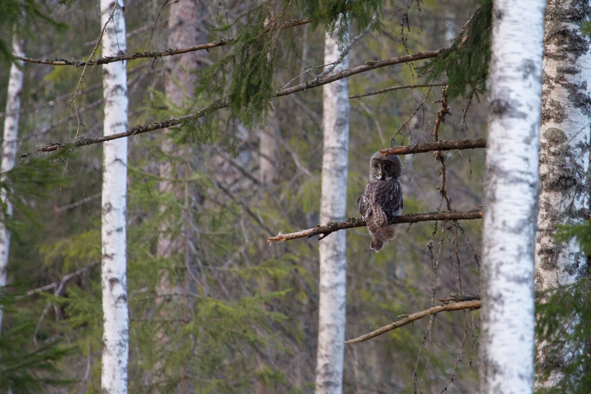 Lappuggla, Great Grey Owl, Strix nebolusa