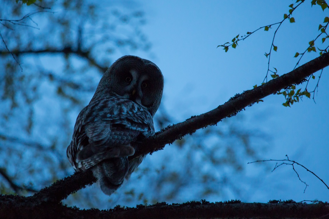 Lappuggla, Great Grey Owl, Strix nebolusa