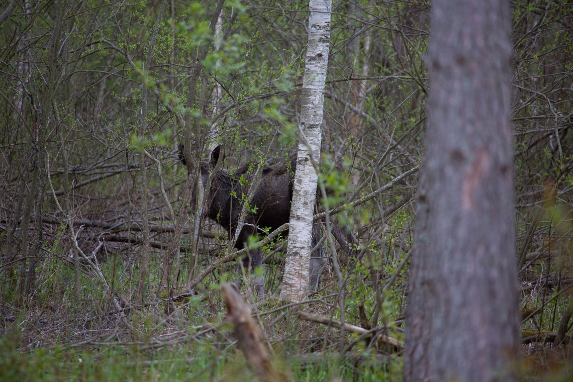 Älg, Moose, Alces alces