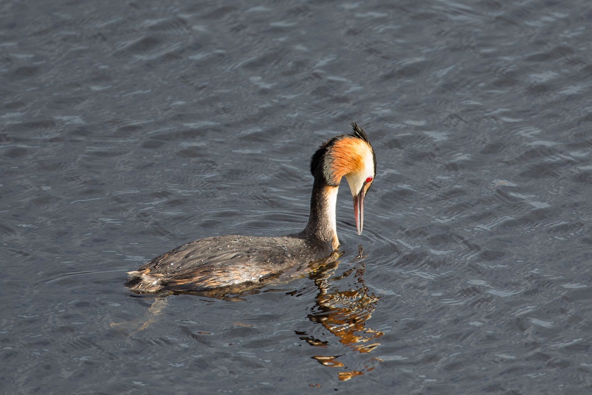 Skäggdopping, The great crested grebe, Podiceps cristatus