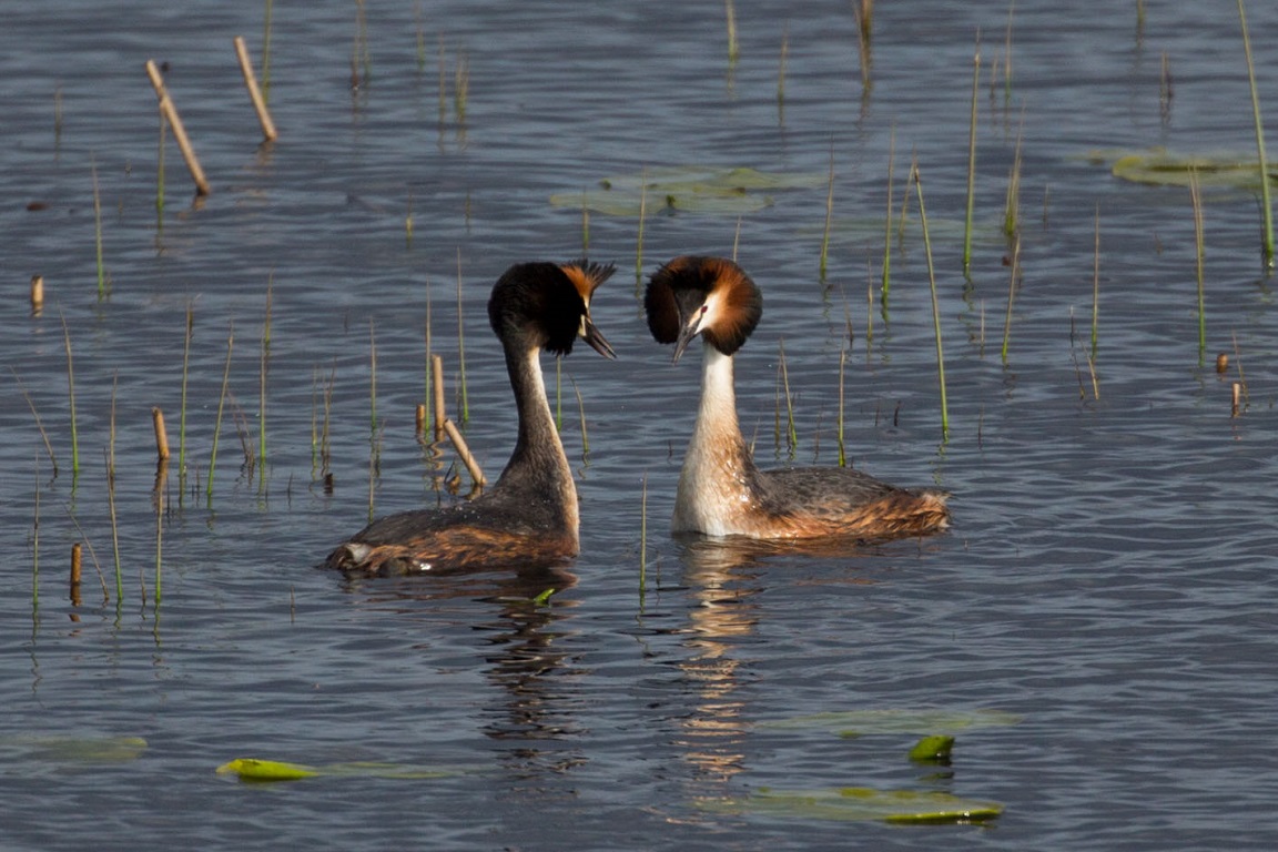 Skäggdopping, The great crested grebe, Podiceps cristatus