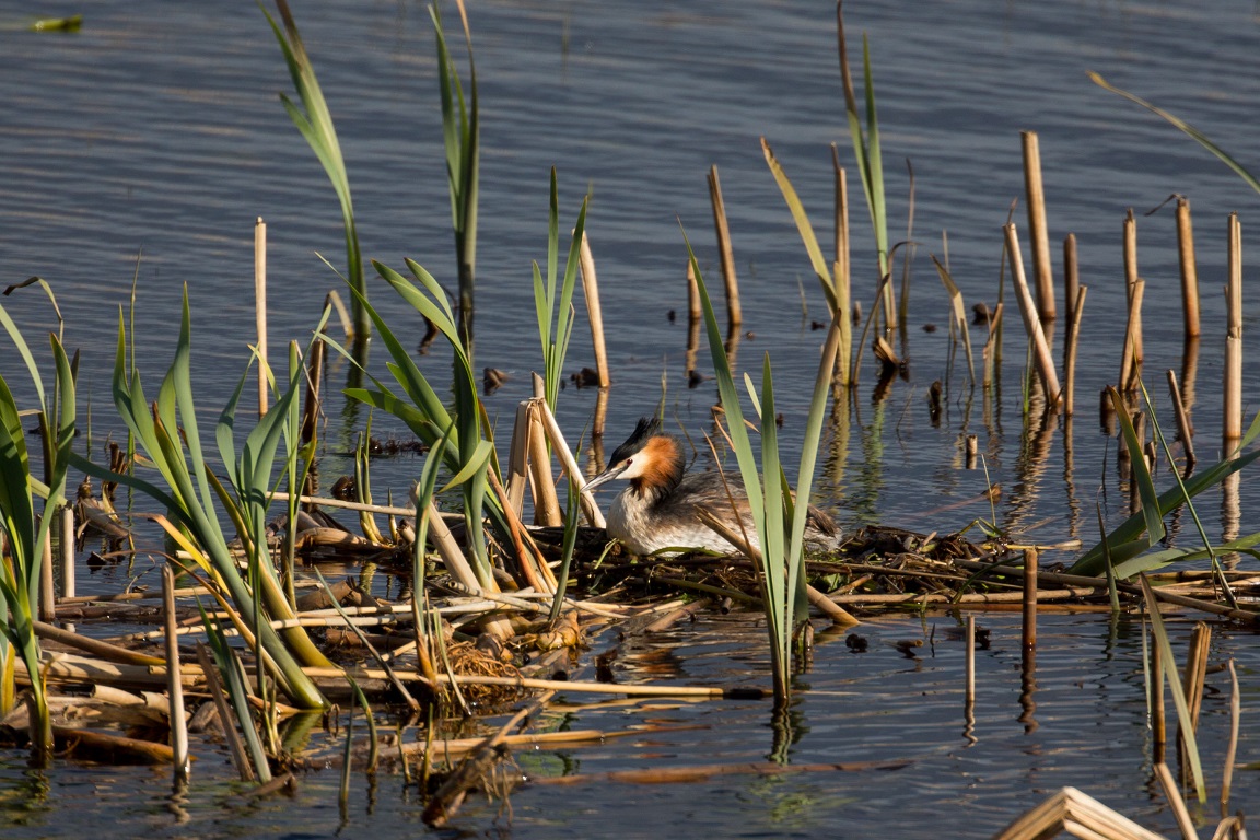 Skäggdopping, The great crested grebe, Podiceps cristatus