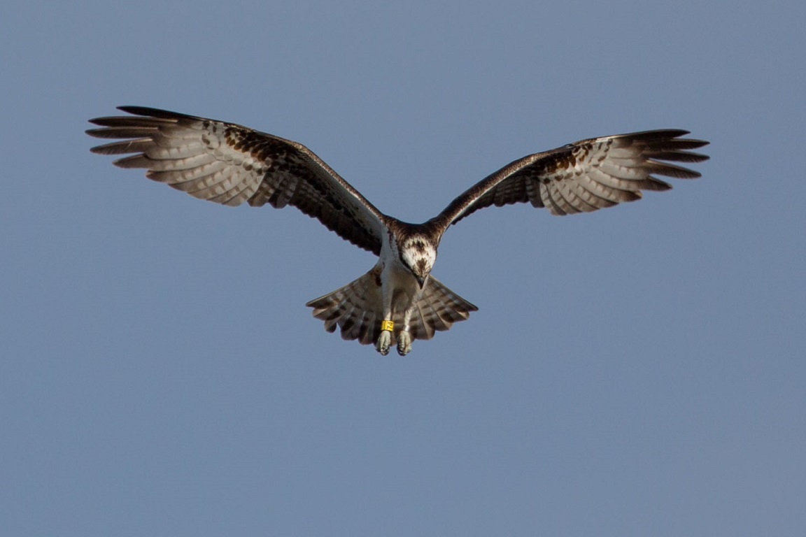 Fiskgjuse, Osprey, Pandion haliaetus