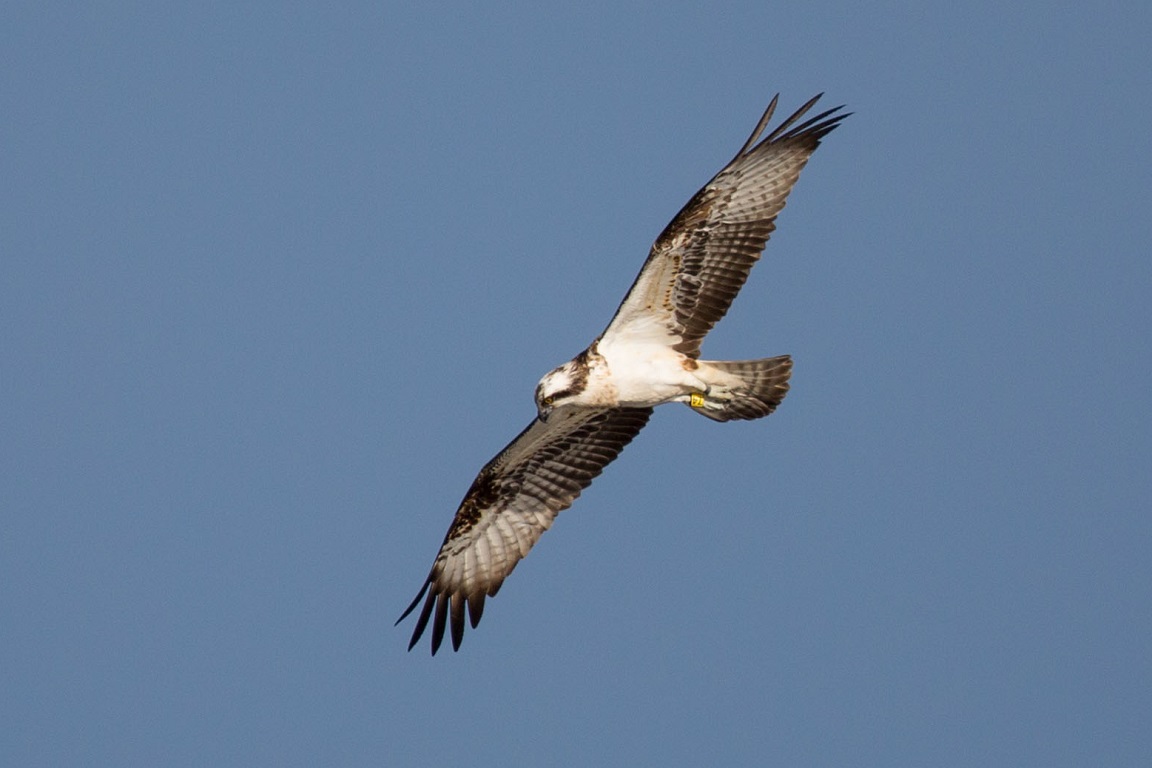 Fiskgjuse, Osprey, Pandion haliaetus