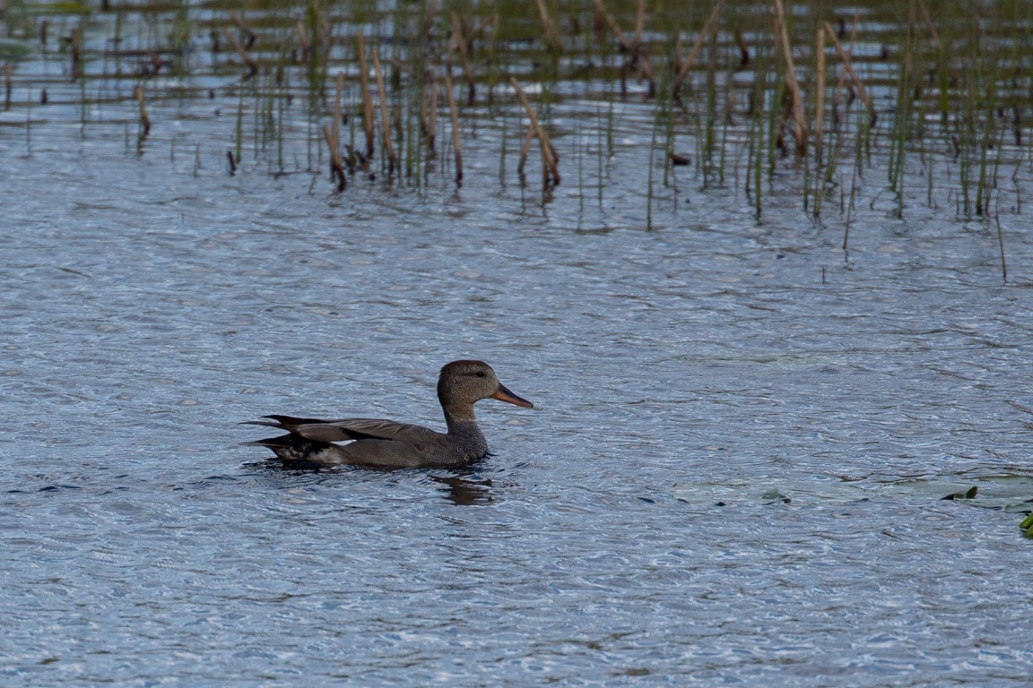 Snatterand, Gadwall, Anas strepera