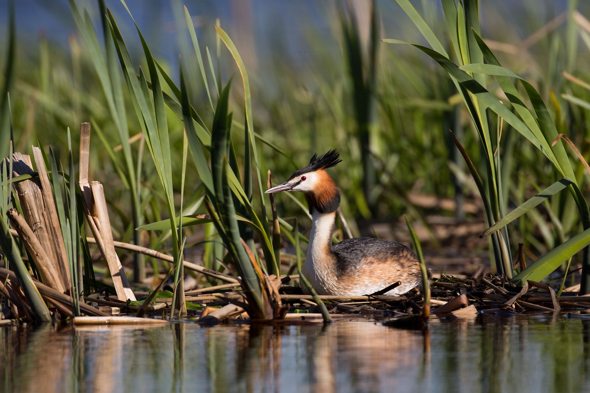 Skäggdopping, The great crested grebe, Podiceps cristatus