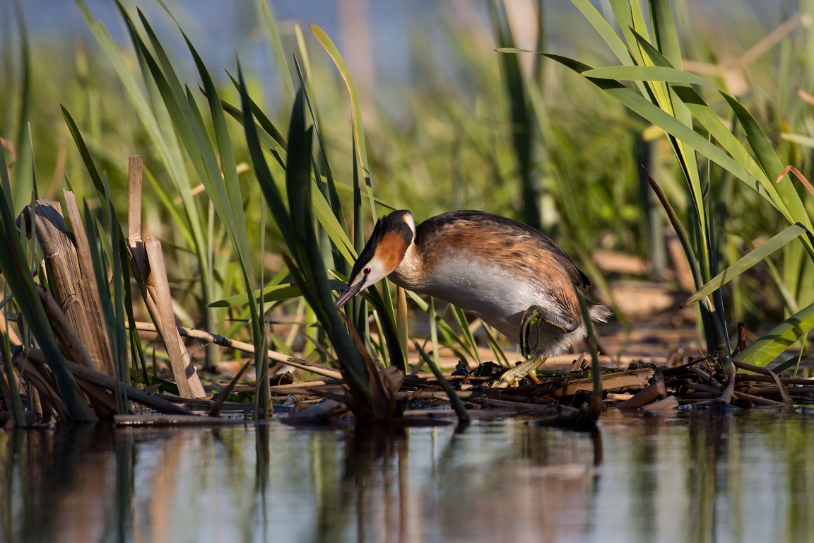 Skäggdopping, The great crested grebe, Podiceps cristatus