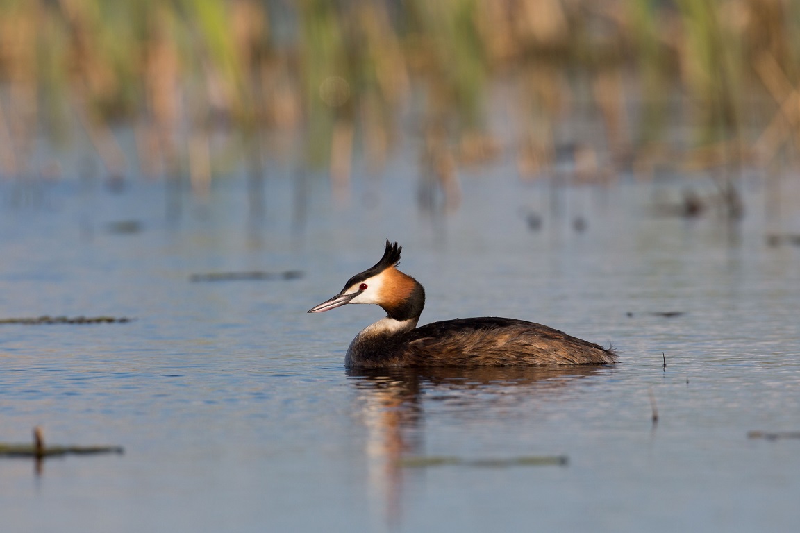 Skäggdopping, The great crested grebe, Podiceps cristatus