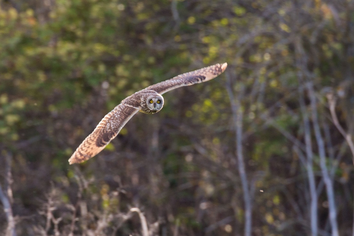 Jorduggla, Short-eared Owl, Asio flammeus