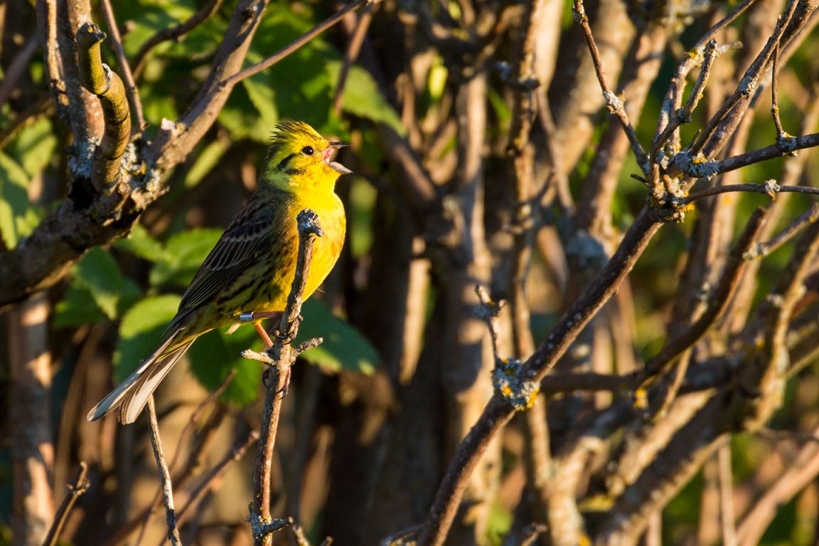 Gulsparv, Yellowhammer, Emberiza citrinella