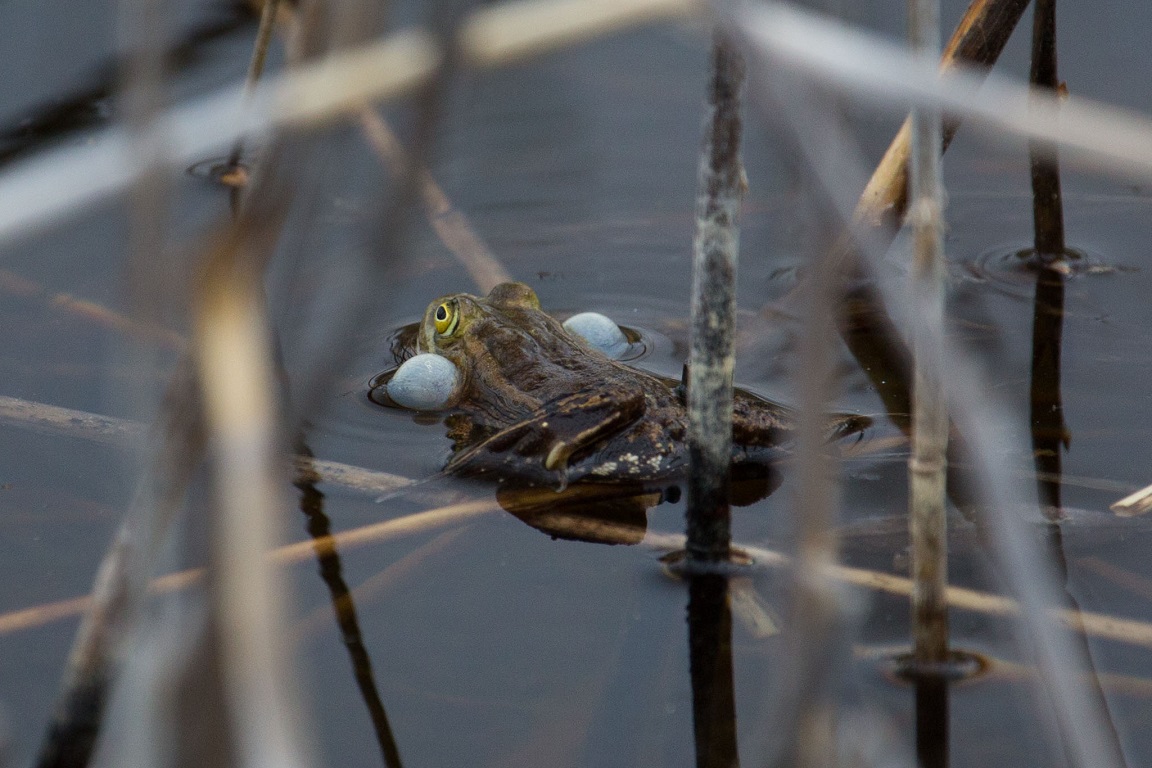 Gölgroda, Pool frog, Pelophylax lessonae