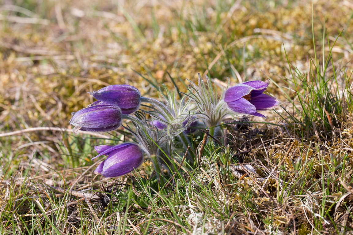 Backsippa, Pasque flower, Pulsatilla vulgaris