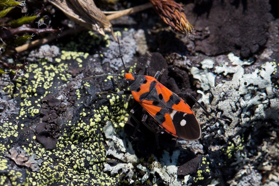 Riddarskinnbagge, Black and Red bug, Lygaeus equestris